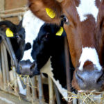 Parma Hillside Food Trail Parmigiano Reggiano cheese cows