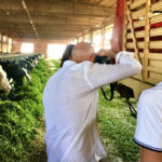 Half Day Emilia Foodie Experience Parmigiano Reggiano cows farming